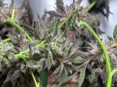 Spezialsorten von Top-Breedern – Weed Samen kaufen für Kenner