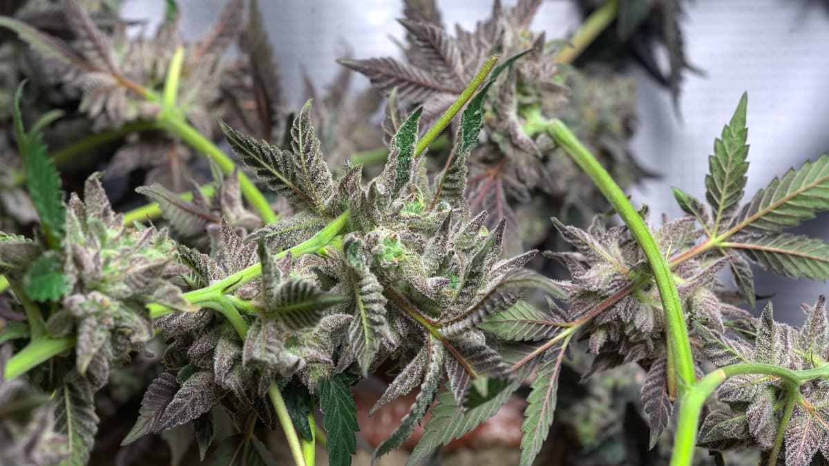 Spezialsorten von Top-Breedern – Weed Samen kaufen für Kenner