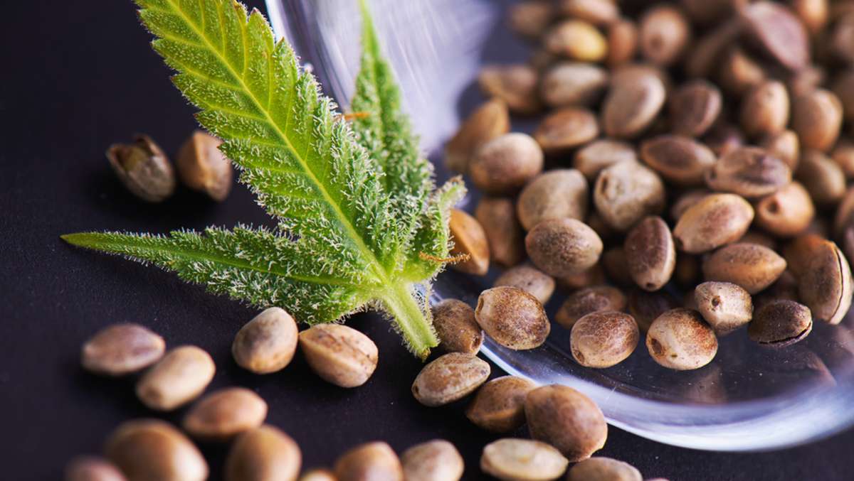 Ertragssteigerung bei der Kultivierung von Cannabis Samen